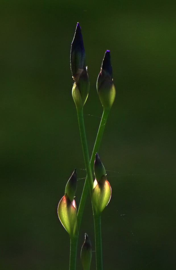 2015 05 10 HTP 000051644e